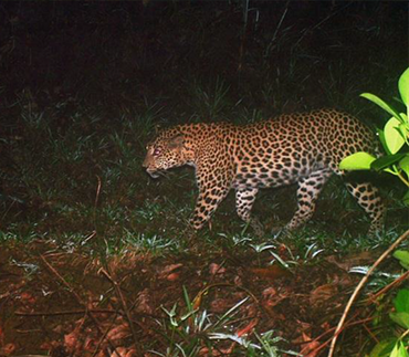 leopard