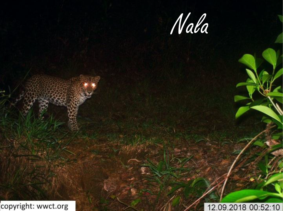 leopard
