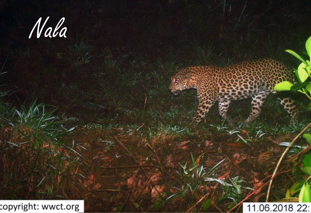 leopard
